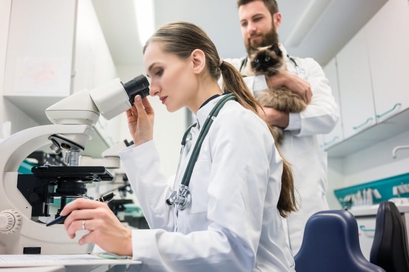 Veterinary professional using a microscope